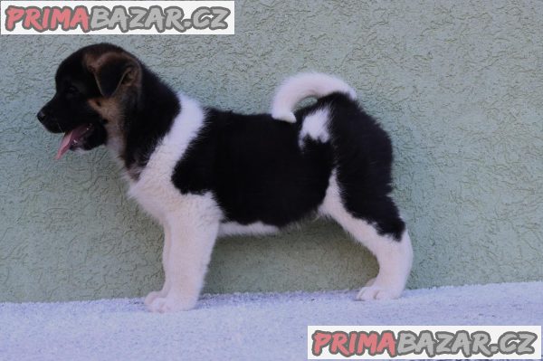 American Akita American Akita
