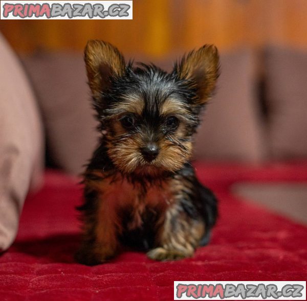 Yorkshire terrier puppies