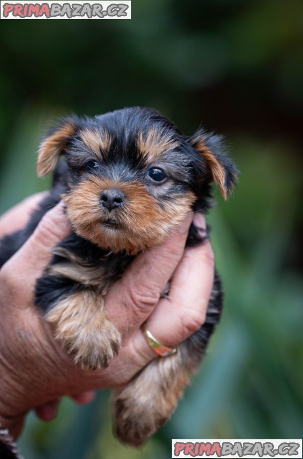 Yorkshire terrier puppies Yorkshire terrier puppies