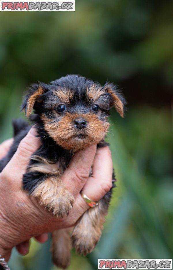 Yorkshire terrier puppies Yorkshire terrier puppies