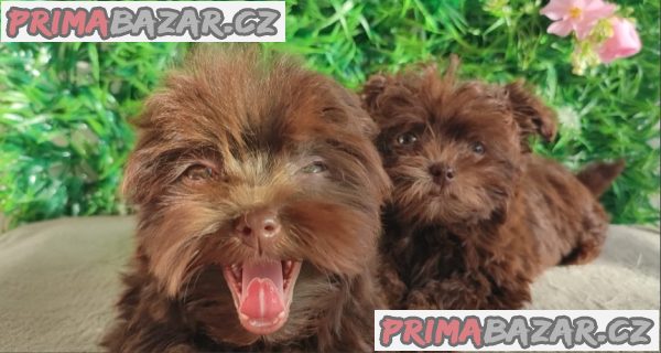 Bolonka Zwetna puppies