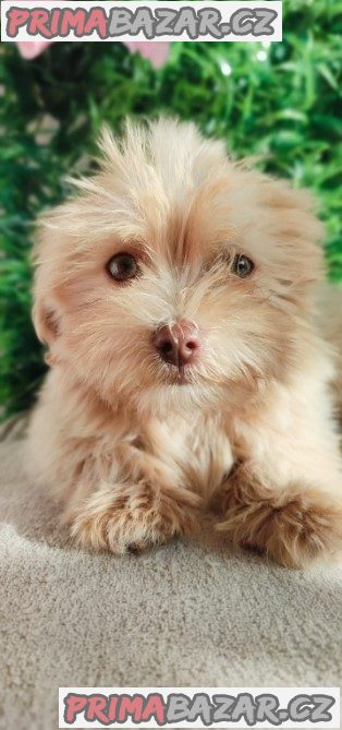 Bolonka Zwetna puppies