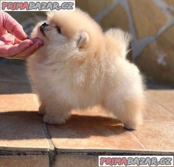 Beautiful cream Pomeranian male available