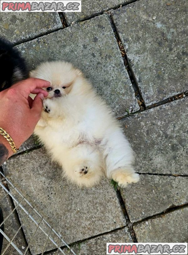 Beautiful cream Pomeranian male available
