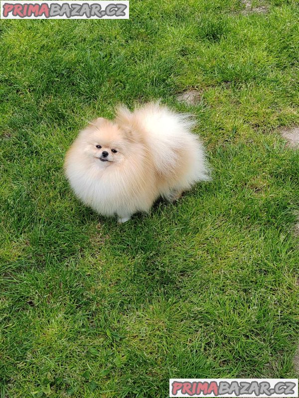 Beautiful cream Pomeranian male available