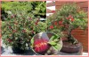 Callistemon citrinus - Štětkovec citrónový - semena