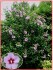 Hibiscus Syriacus L - semena