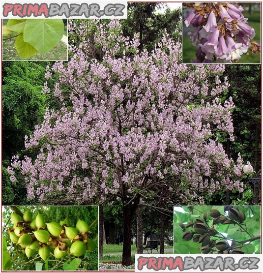 Paulownia Tomentosa - semena