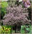 Paulownia Tomentosa - semena