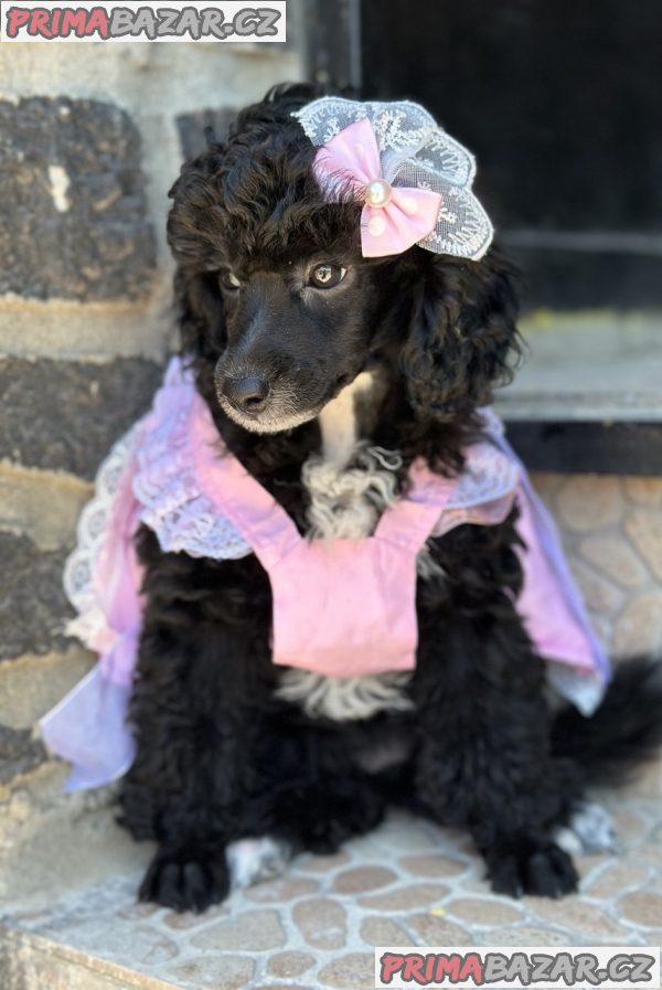 Girl black poodle------