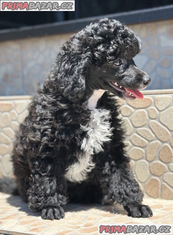 Girl black poodle------ Girl black poodle------