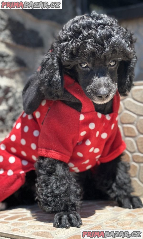 Girl black poodle------ Girl black poodle------
