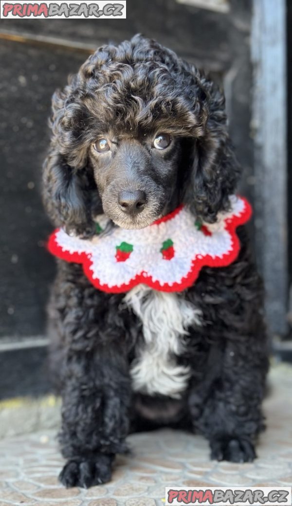 Girl black poodle------ Girl black poodle------