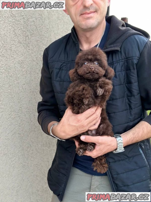Girl black poodle------ Girl black poodle------