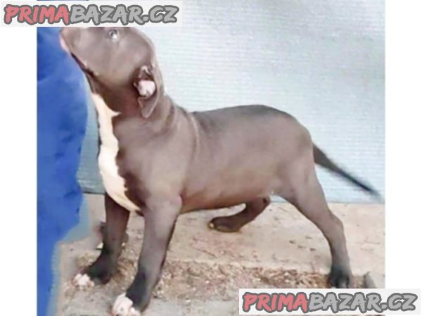 American Bully XL