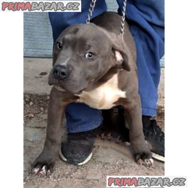 American Bully XL American Bully XL