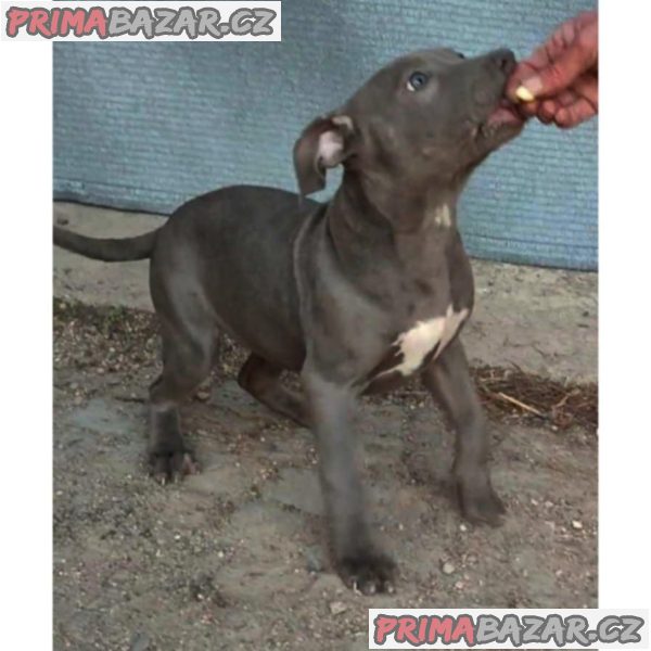 American Bully XL American Bully XL