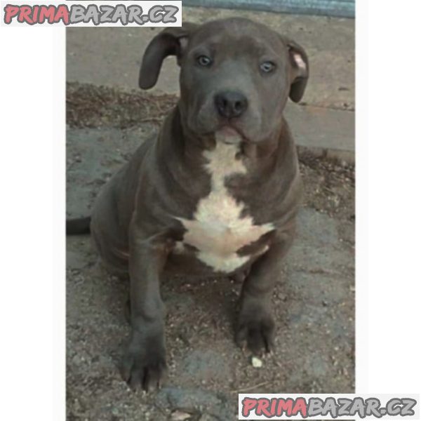 American Bully XL American Bully XL