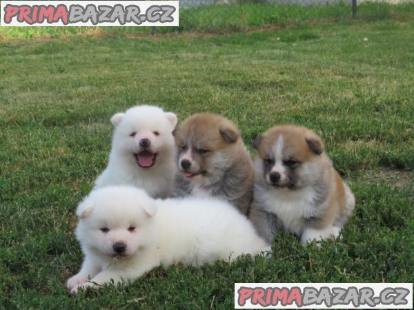 I am selling Japanese Akita puppies