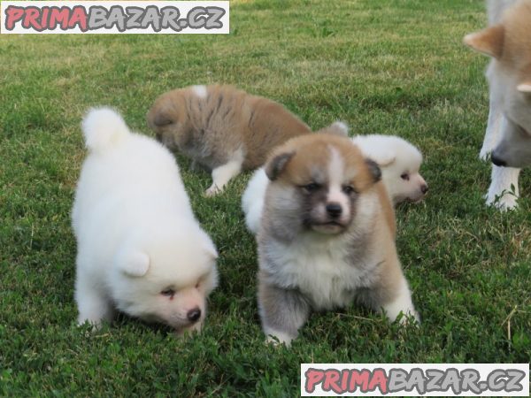 I am selling Japanese Akita puppies I am selling Japanese Akita puppies