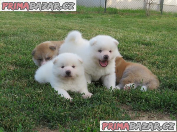 I am selling Japanese Akita puppies I am selling Japanese Akita puppies