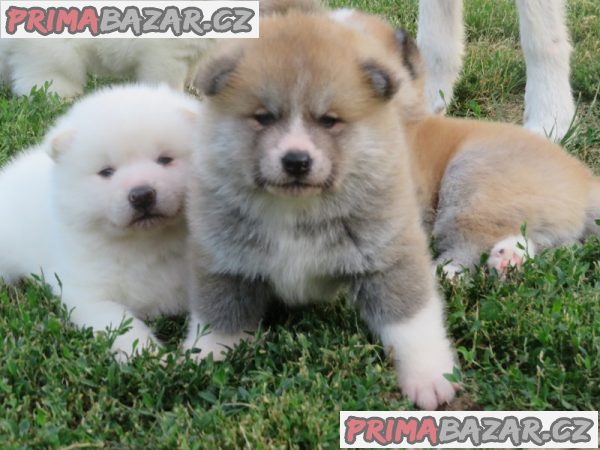 I am selling Japanese Akita puppies I am selling Japanese Akita puppies