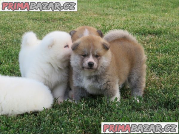 I am selling Japanese Akita puppies I am selling Japanese Akita puppies