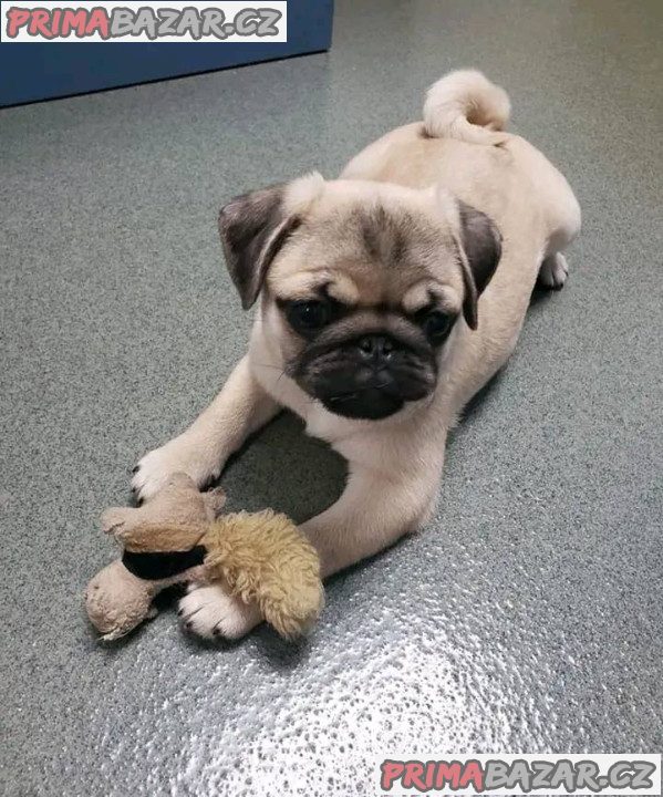 Mops Štěňata s pp Mops Štěňata s pp