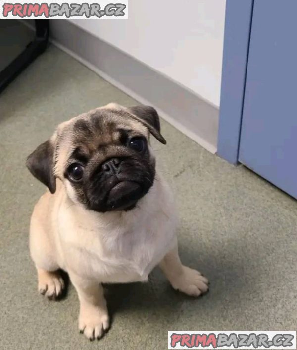 Mops Štěňata s pp Mops Štěňata s pp