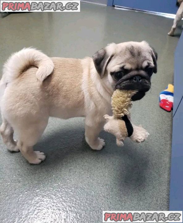 Mops Štěňata s pp Mops Štěňata s pp