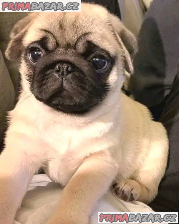 Mops Štěňata s pp Mops Štěňata s pp