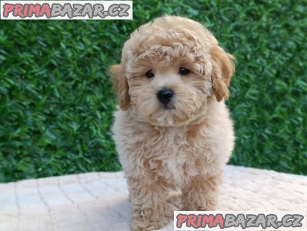 Maltipoo puppies - perfect pets! Maltipoo puppies - perfect pets!