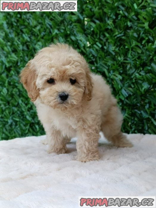 Maltipoo puppies - perfect pets! Maltipoo puppies - perfect pets!