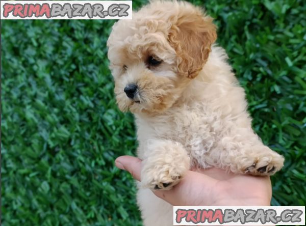 Maltipoo puppies - perfect pets! Maltipoo puppies - perfect pets!