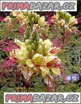Caesalpinia Gilliesii - semena