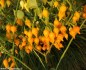sazenice Chilli Biquinho yellow