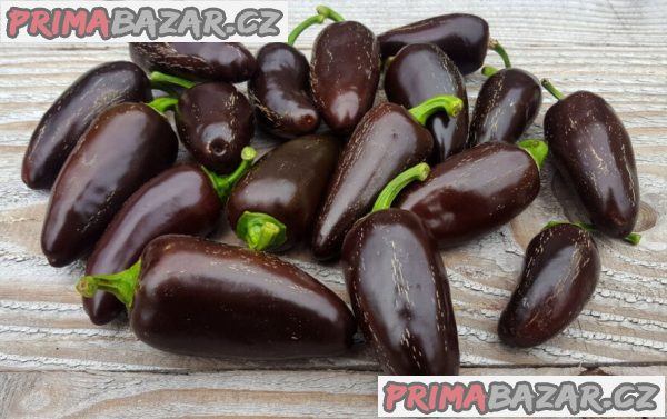 sazenice Chilli Jalapeňo Azabache