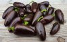 sazenice Chilli Jalapeňo Azabache