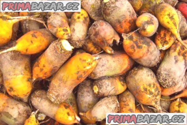 Krmná řepa