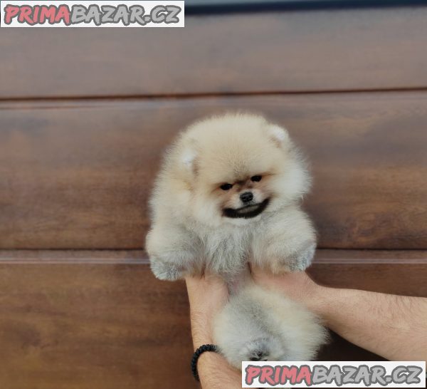 A beautiful bearish Pomeranian puppy