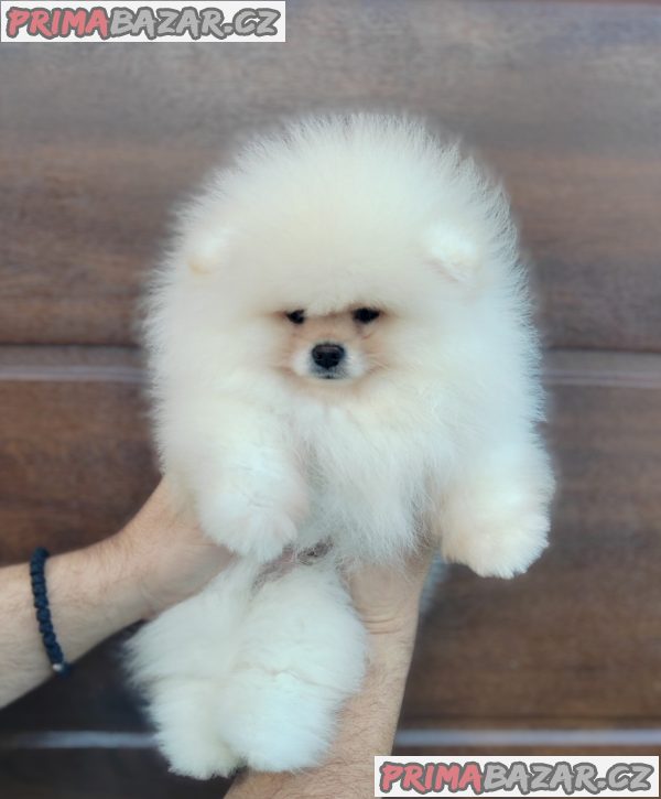 A beautiful bearish Pomeranian puppy A beautiful bearish Pomeranian puppy