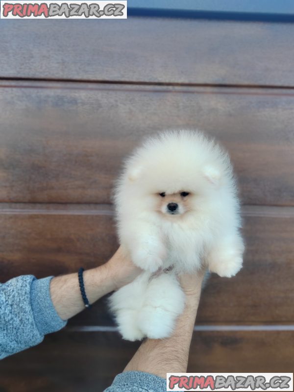A beautiful bearish Pomeranian puppy A beautiful bearish Pomeranian puppy