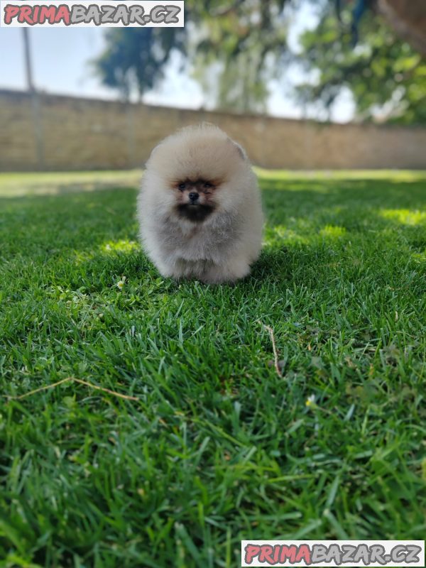 A beautiful bearish Pomeranian puppy A beautiful bearish Pomeranian puppy