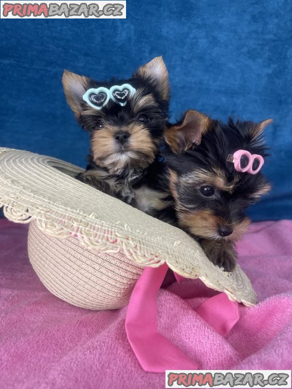 Yorkshire Terrier puppies