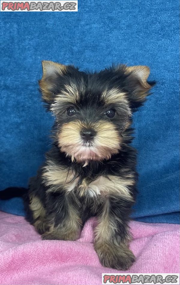 Yorkshire Terrier puppies Yorkshire Terrier puppies