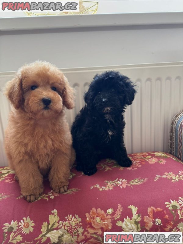 Two Beautiful Sibling Puppies from Serbia