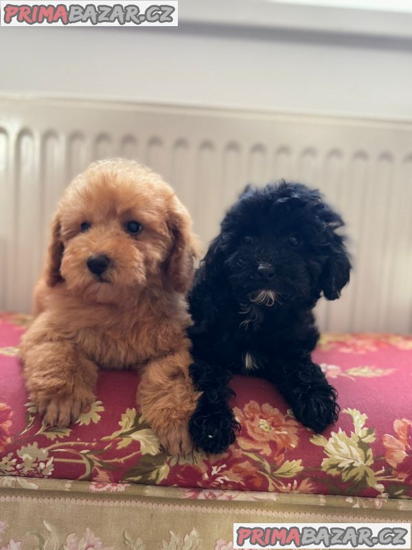 Two Beautiful Sibling Puppies from Serbia Two Beautiful Sibling Puppies from Serbia