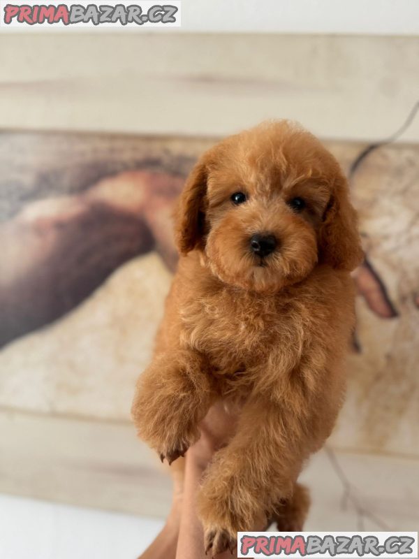 Two Beautiful Sibling Puppies from Serbia Two Beautiful Sibling Puppies from Serbia