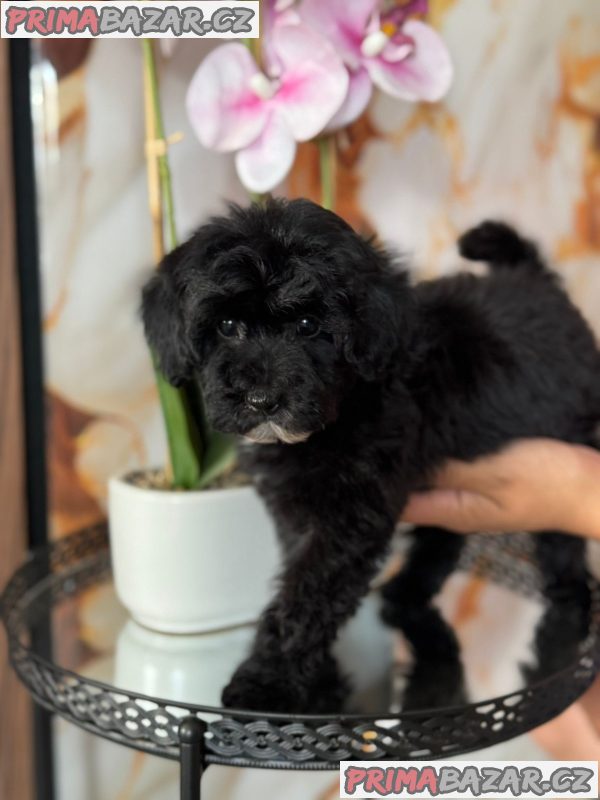 Two Beautiful Sibling Puppies from Serbia Two Beautiful Sibling Puppies from Serbia