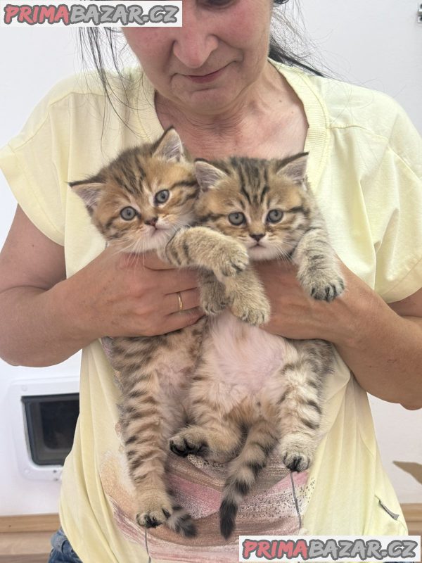 British cats on offer!